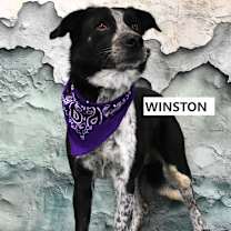Thumbnail photo of Winston  #3
