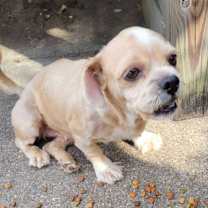 Thumbnail photo of Honey Pot B1109 #2