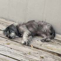 Thumbnail photo of Pearl B1109 #2