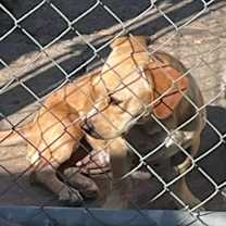 Thumbnail photo of Cheddar Nugget B1214 #2