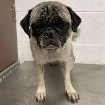 Thumbnail photo of Dixie B1130 #3