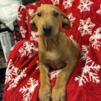 Thumbnail photo of Wrenley 9821 #1