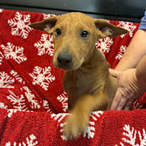 Thumbnail photo of Wrenley 9821 #2