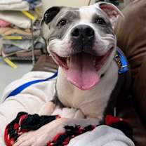 Thumbnail photo of Polo - In Foster*Fee Waived* See my video!! #1