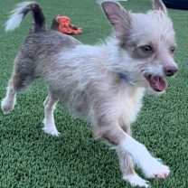 Thumbnail photo of Woody #3