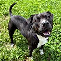 Thumbnail photo of Midnight #1