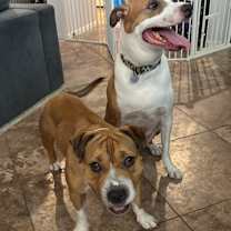 Thumbnail photo of Butterscotch #3