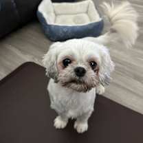 Thumbnail photo of Chickie #1