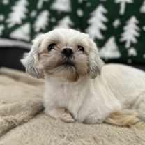 Thumbnail photo of Chickie #2