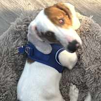 Thumbnail photo of Fritz (Nutcracker) #3