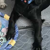 Thumbnail photo of Daisy #1