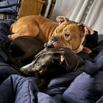 Thumbnail photo of Biggie #4