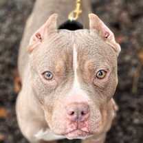 Thumbnail photo of Brea #2