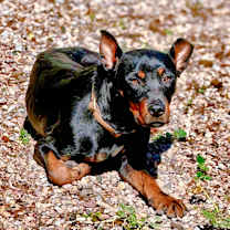 Thumbnail photo of Halsey #4