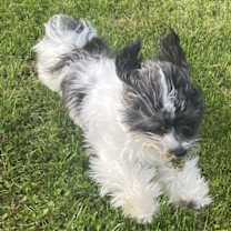 Thumbnail photo of Rio #2