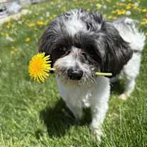 Thumbnail photo of Rio #3