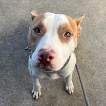 Thumbnail photo of Boise #2