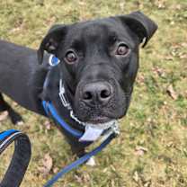 Thumbnail photo of Lunatomiti(Socks) #1