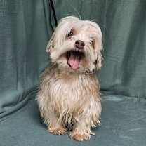 Thumbnail photo of Red #1