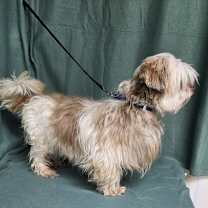 Thumbnail photo of Red #3