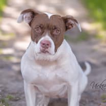 Thumbnail photo of Ginger #4