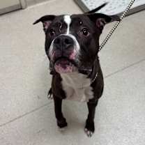 Thumbnail photo of Clownfish #1