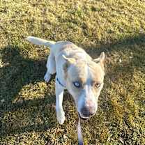 Thumbnail photo of Culhen #3