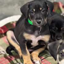 Thumbnail photo of PANTHER #1