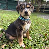 Thumbnail photo of PHANTOM #1