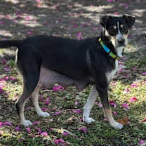 Thumbnail photo of PIPPIN #4