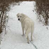 Thumbnail photo of Oscar #3