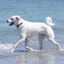 Thumbnail photo of Jack #2