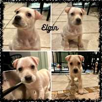 Thumbnail photo of Elgin #1