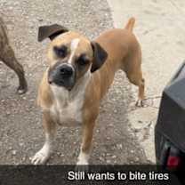 Thumbnail photo of Taz #2