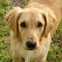 Thumbnail photo of Finn #1