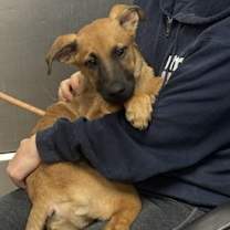 Thumbnail photo of Chicken Fry - ADOPTED #1