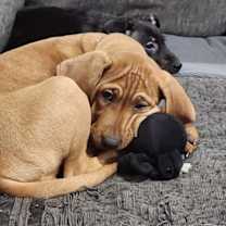 Thumbnail photo of Ginger #2