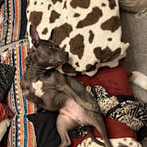 Thumbnail photo of Blu #2