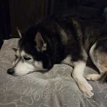 Thumbnail photo of Karma #3