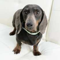 Thumbnail photo of Limo #2