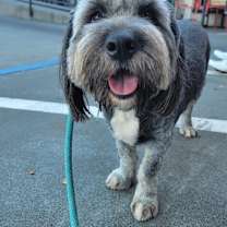 Thumbnail photo of Qiqi #3