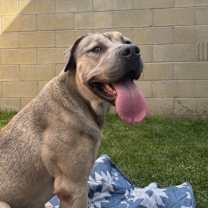 Thumbnail photo of KODA BEAR #3