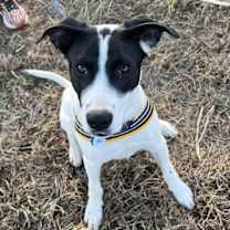 Thumbnail photo of Bravo #1