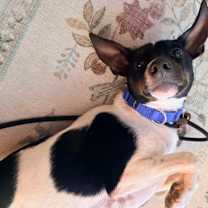 Thumbnail photo of Giant #2