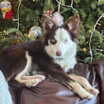 Thumbnail photo of Shay #4