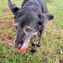 Thumbnail photo of Myrtle #3