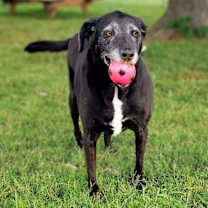 Thumbnail photo of Myrtle #4