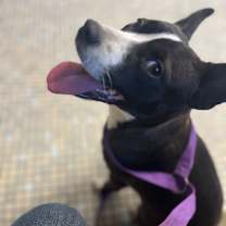 Thumbnail photo of Hula #3