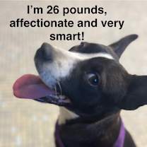 Thumbnail photo of Hula #1