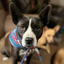 Thumbnail photo of Hula #4